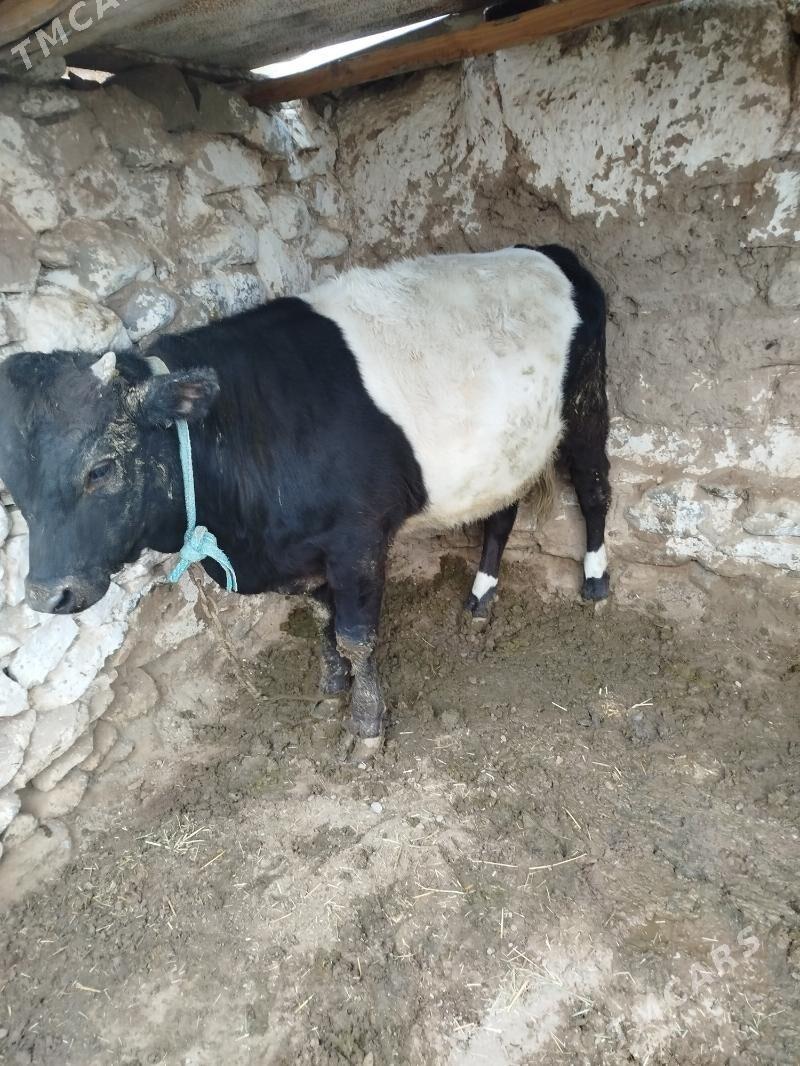 öküz - Гызыларбат - img 2