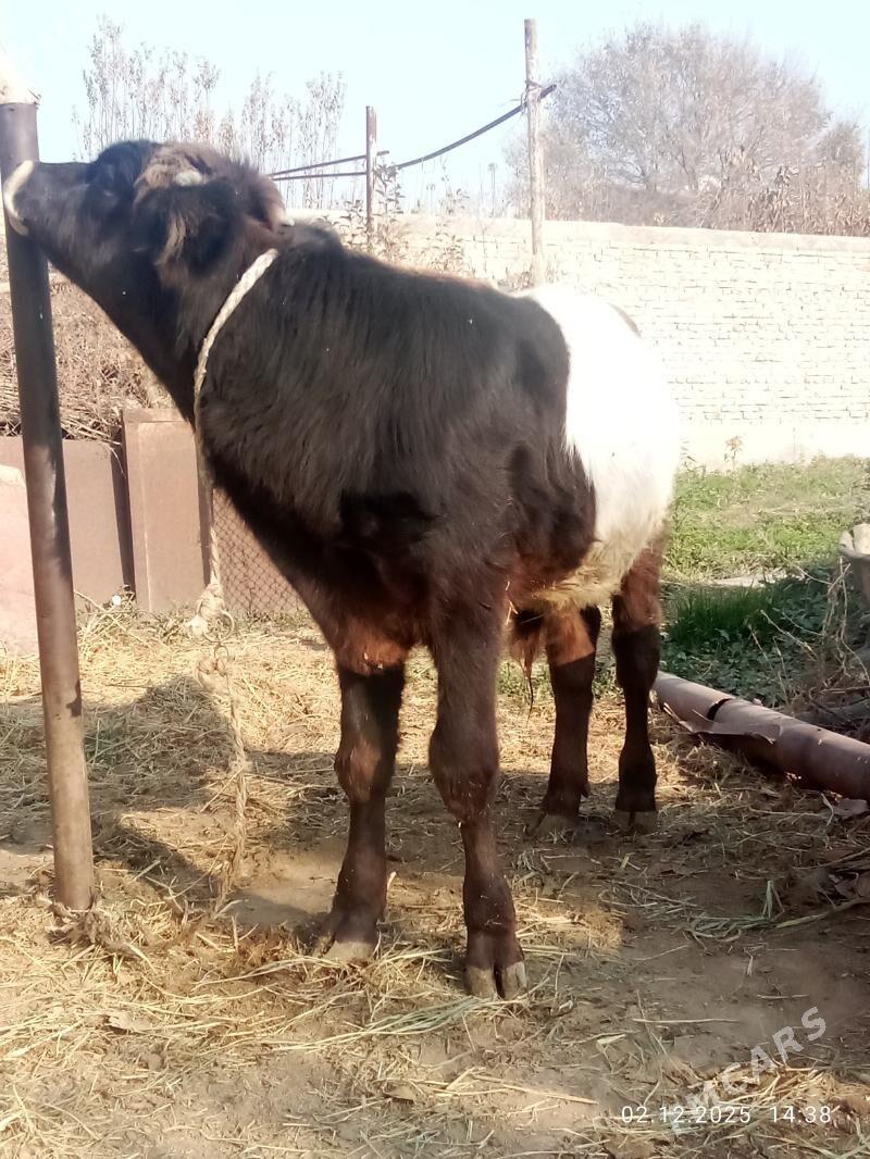 Öküz Gibrit Tohum - Гёкдепе - img 1