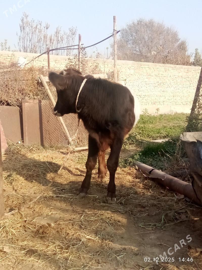 Öküz Gibrit Tohum - Гёкдепе - img 3