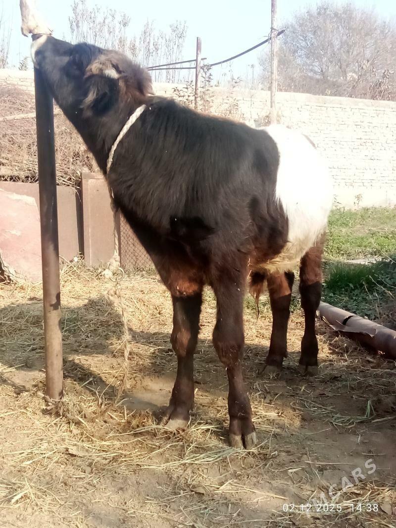 Öküz Gibrit Tohum - Гёкдепе - img 5