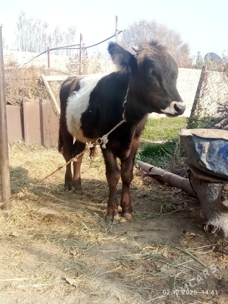 Öküz Gibrit Tohum - Гёкдепе - img 7