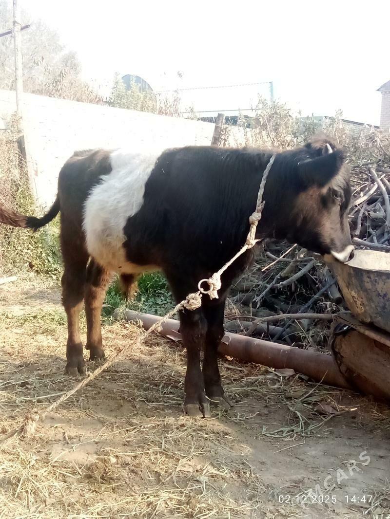 Öküz Gibrit Tohum - Гёкдепе - img 9