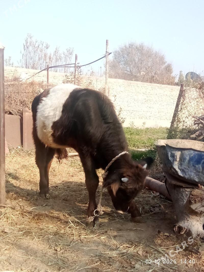 Öküz Gibrit Tohum - Гёкдепе - img 10