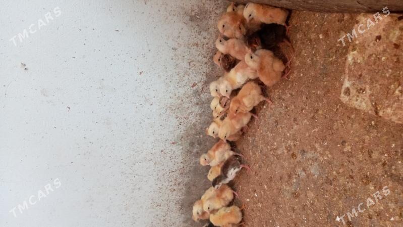 towuk jüje - Кака - img 2