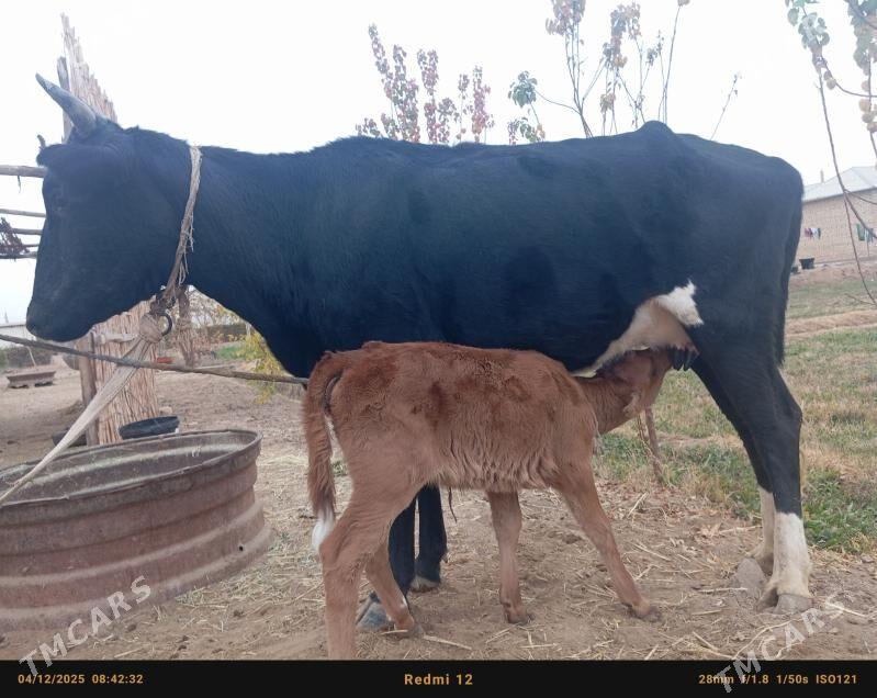 gõleli  sygyrggöleli sygyr - Бабадайхан - img 3