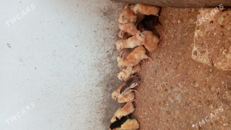 towuk jüje - Кака - img 3