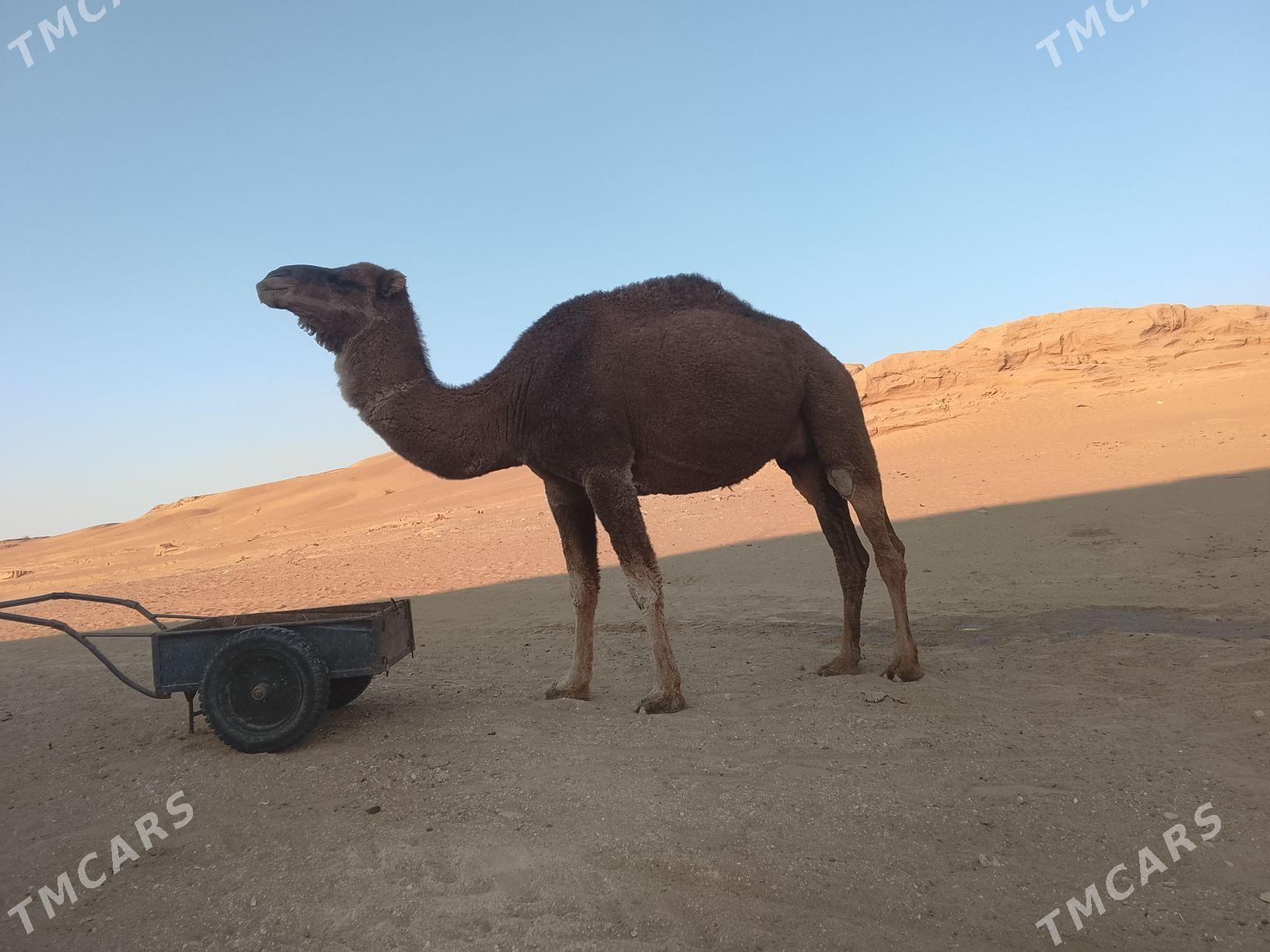 Düye - Etrek - img 1