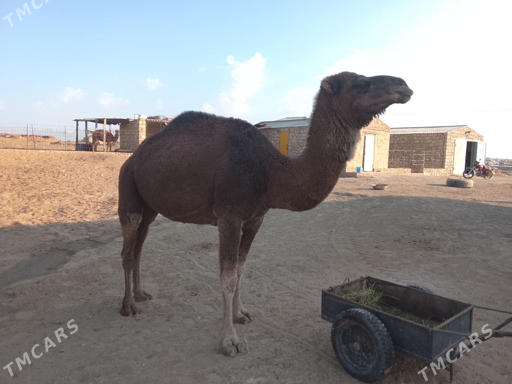 Düye - Etrek - img 2