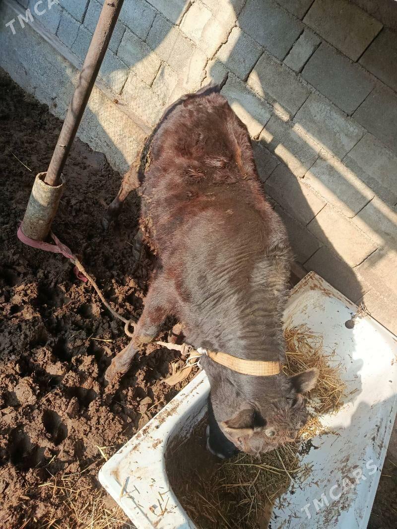 öküz - Чоганлы - img 3