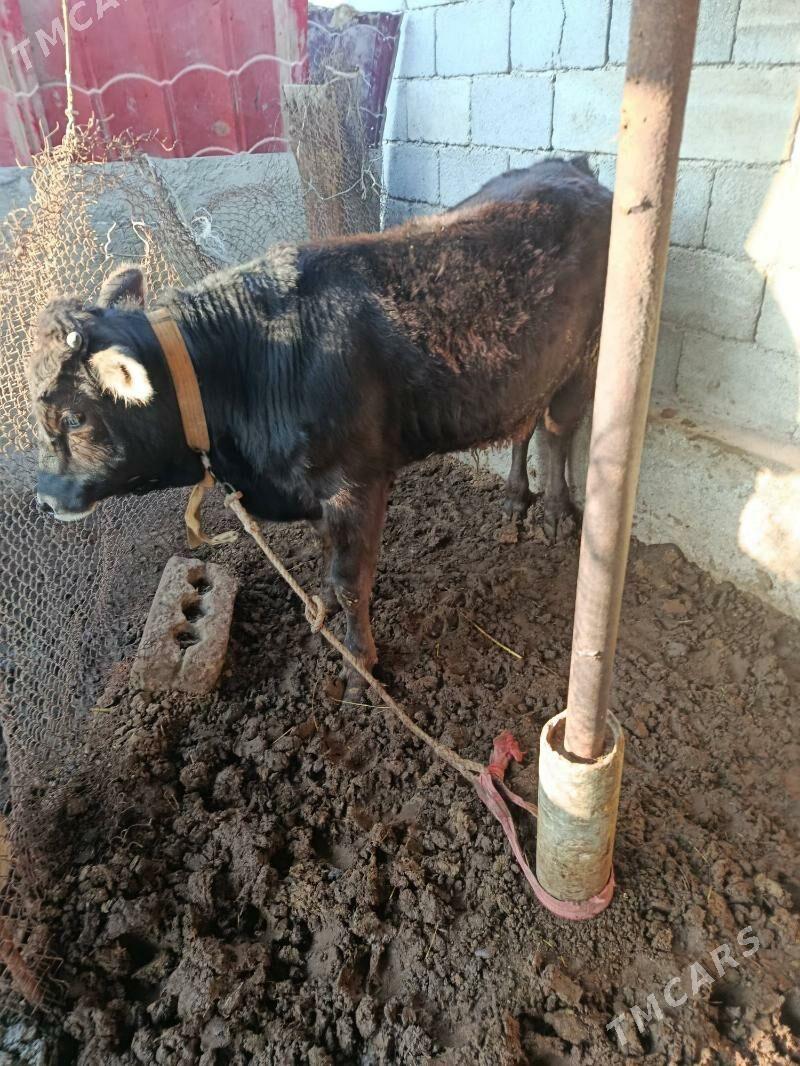 öküz - Чоганлы - img 2