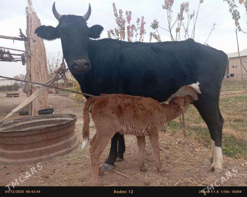 göleli sygyr - Babadaýhan - img 3