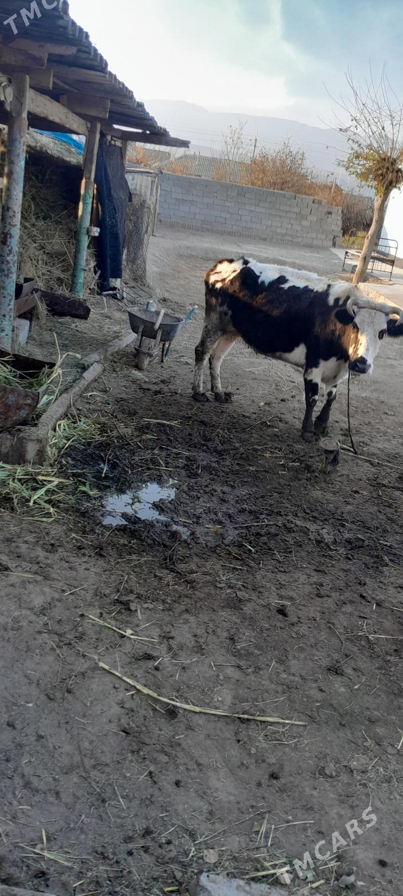 BOGAZ SYGYR - Гёкдже - img 3