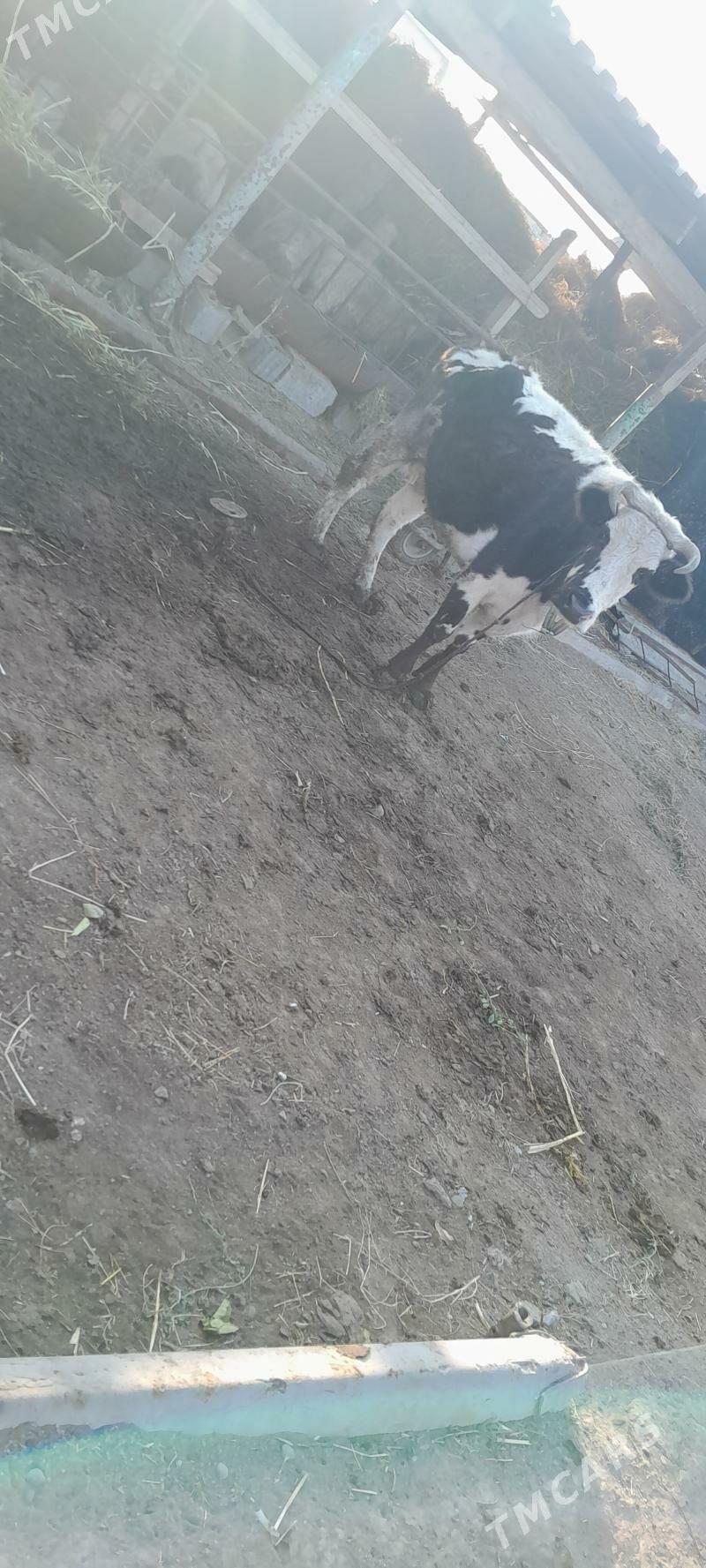 BOGAZ SYGYR - Гёкдже - img 2