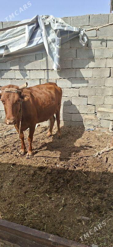 sygyr - Bagyr - img 2