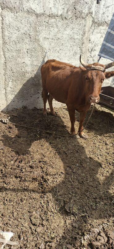 sygyr - Bagyr - img 3