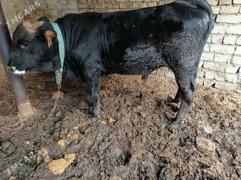 okuz - Чоганлы - img 2