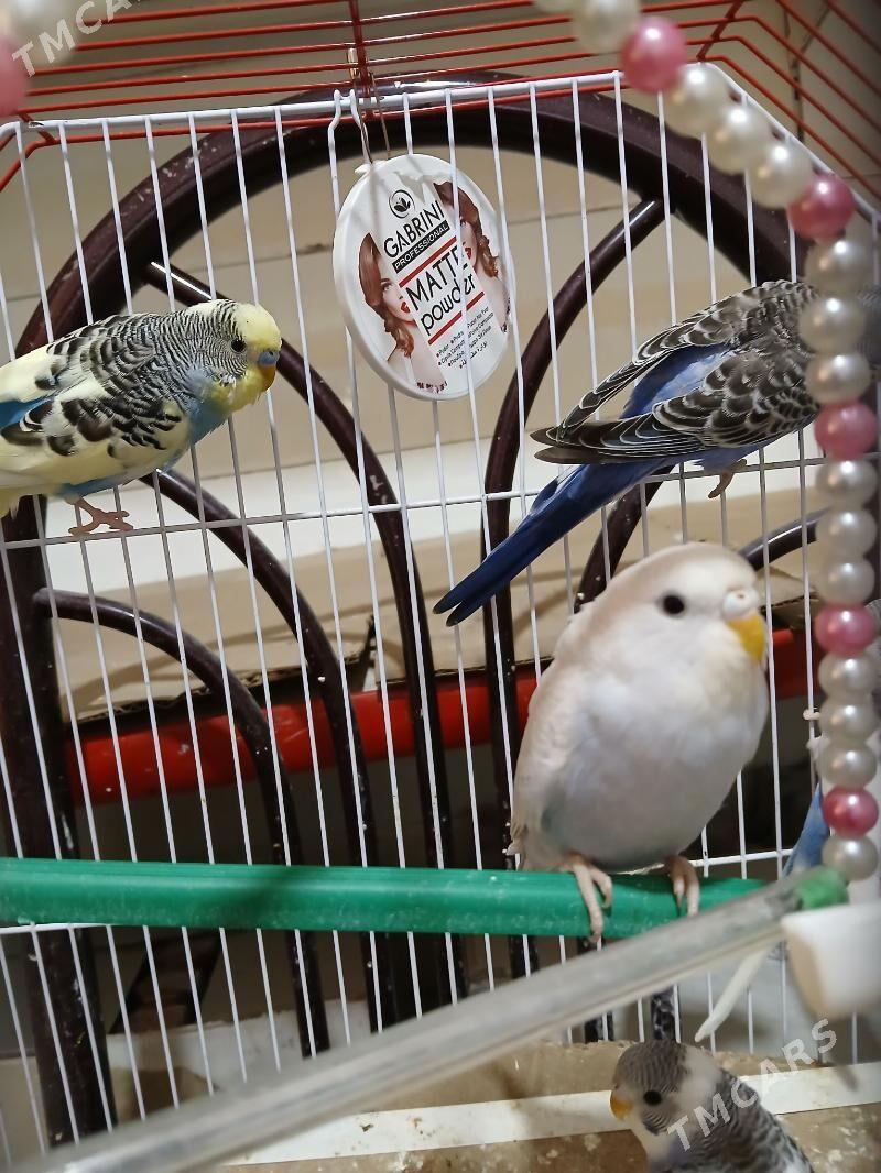 Popugaýjyk guşlar - Aşgabat - img 6