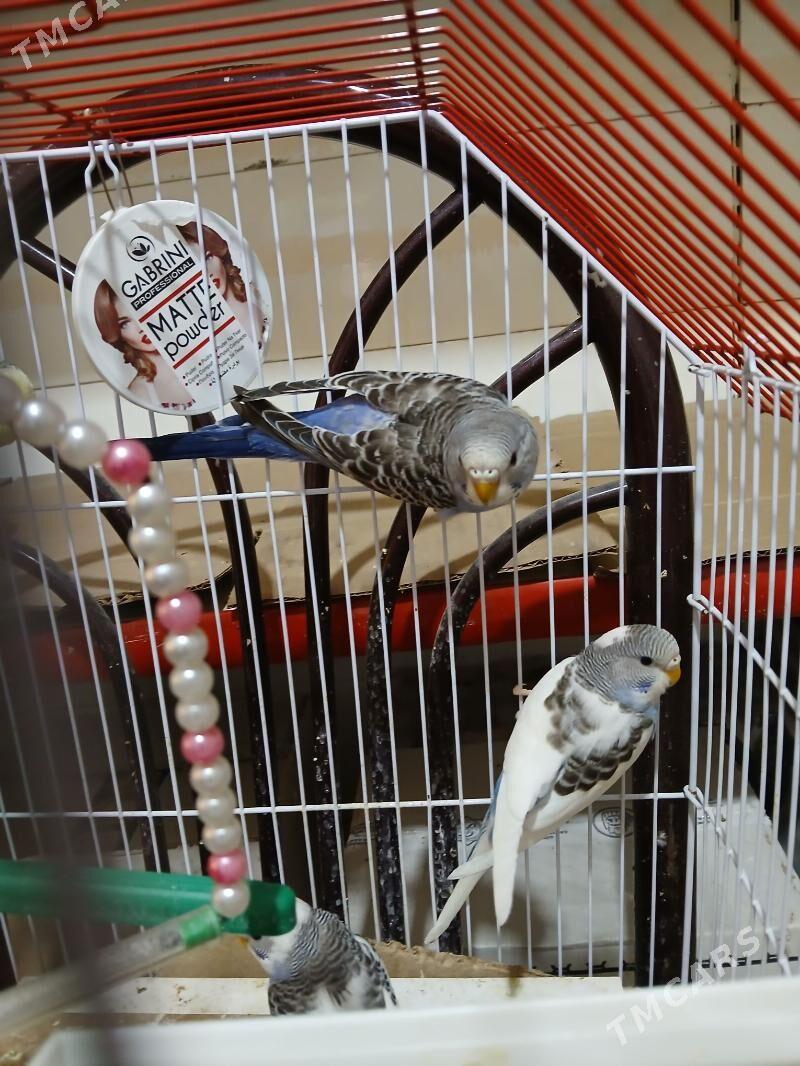 Popugaýjyk guşlar - Aşgabat - img 5