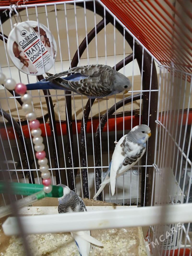 Popugaýjyk guşlar - Aşgabat - img 7