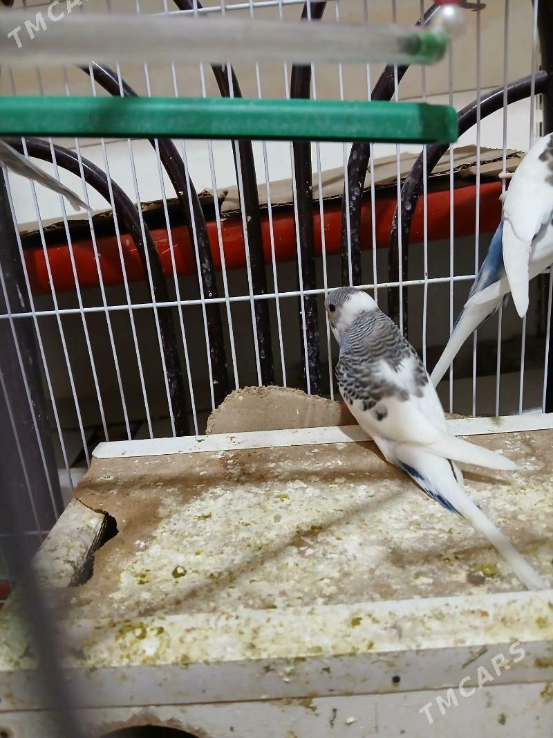 Popugaýjyk guşlar - Aşgabat - img 2