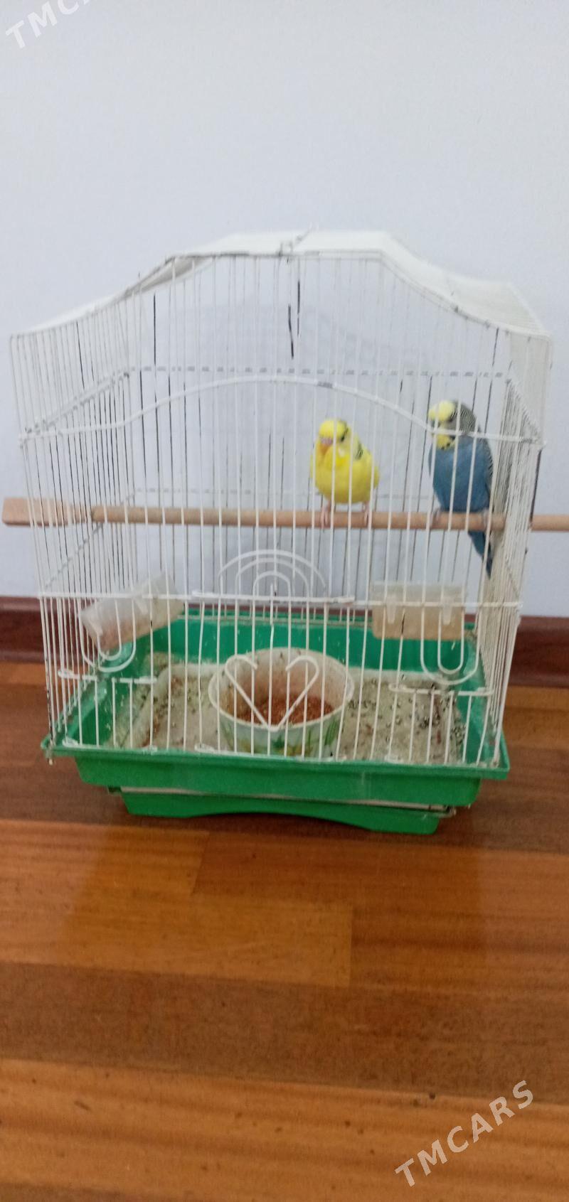 papugay gus - Чоганлы - img 1