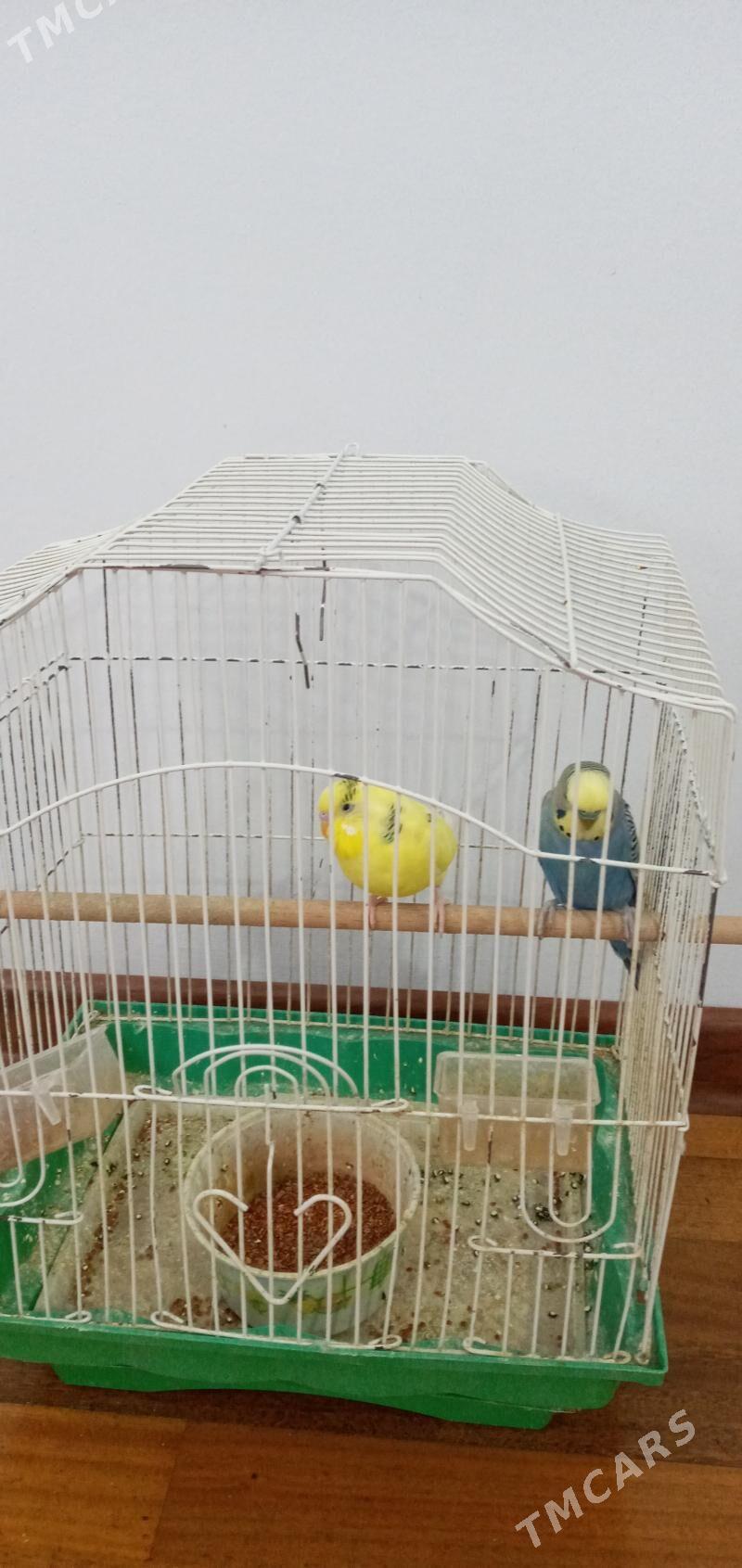 papugay gus - Чоганлы - img 2