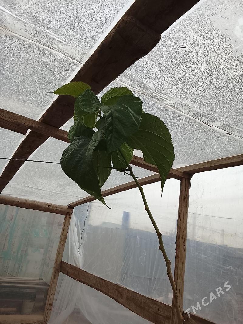 Баглар - Мары - img 3