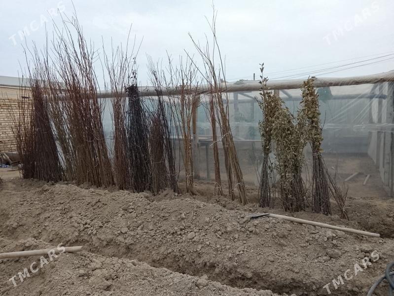 Баглар - Мары - img 7