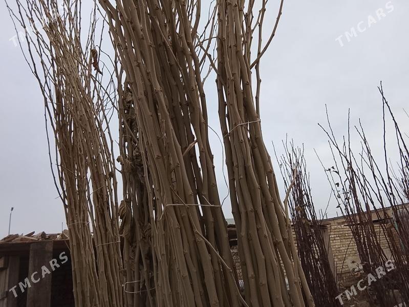 Баглар - Мары - img 6