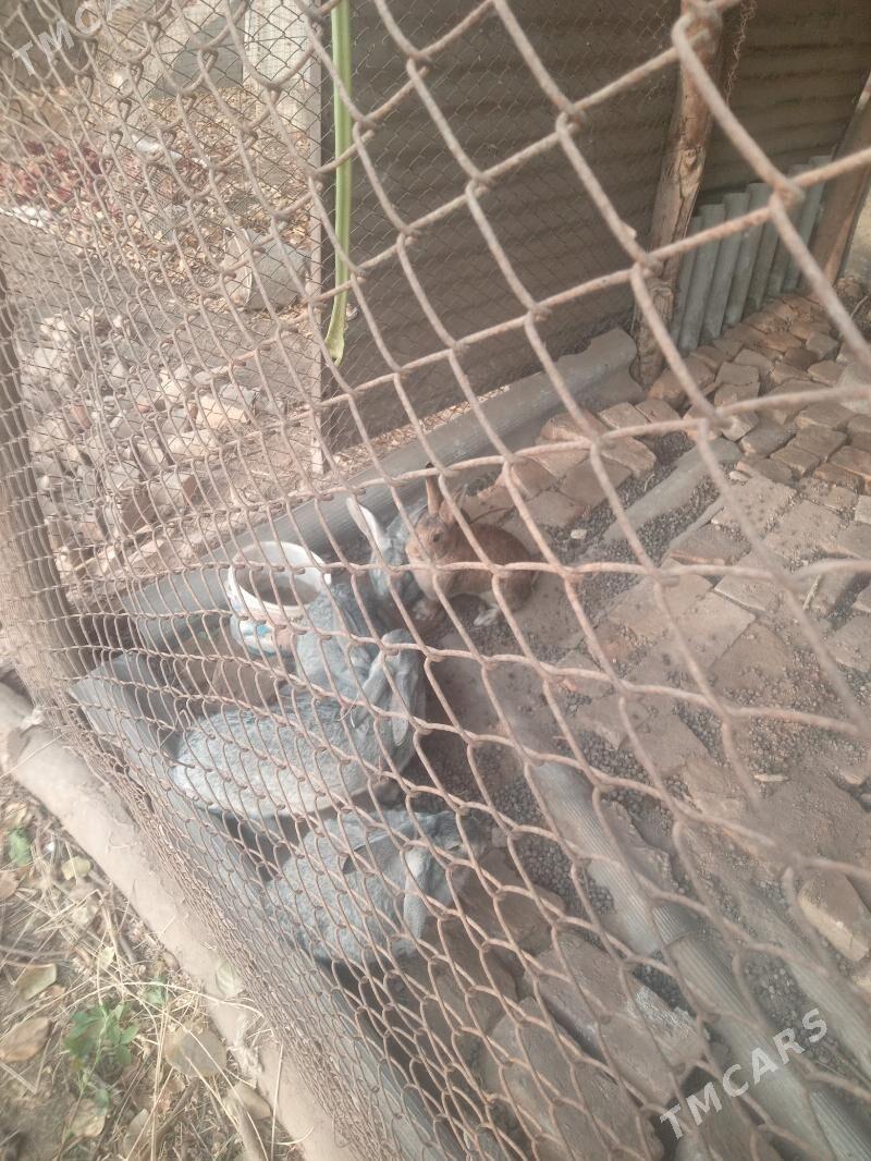 POLWELIKAN - Saýat - img 3