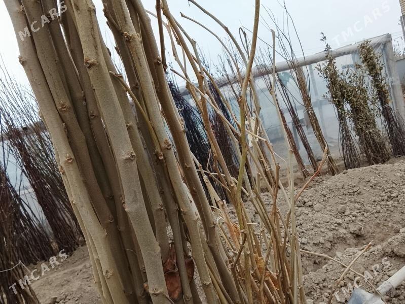 Баглар - Мары - img 5