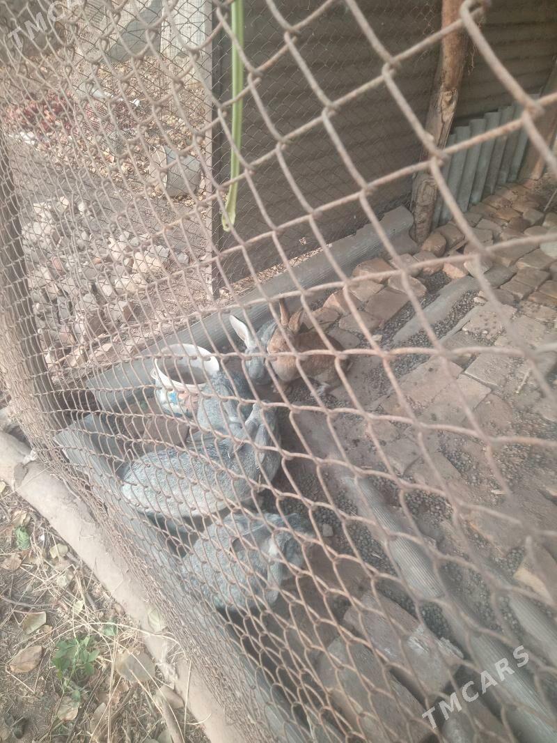 POLWELIKAN - Saýat - img 2