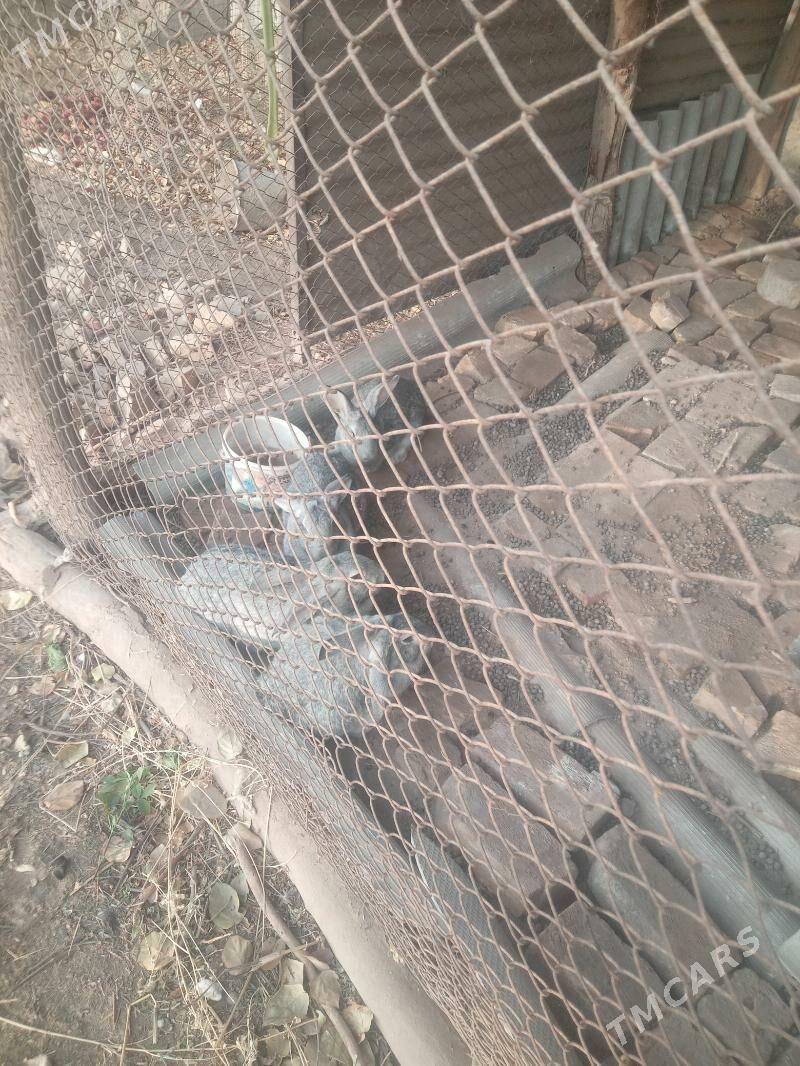 POLWELIKAN - Saýat - img 4