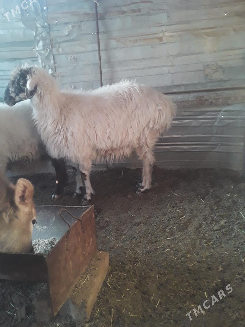 Bağ goýyn - Джебел - img 4