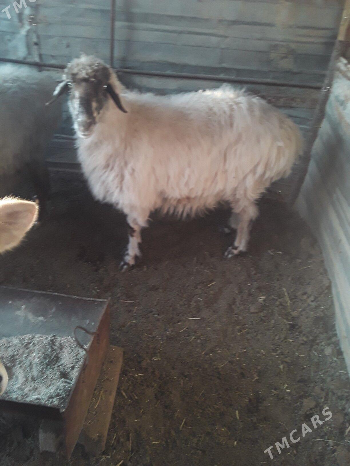 Bağ goýyn - Джебел - img 2