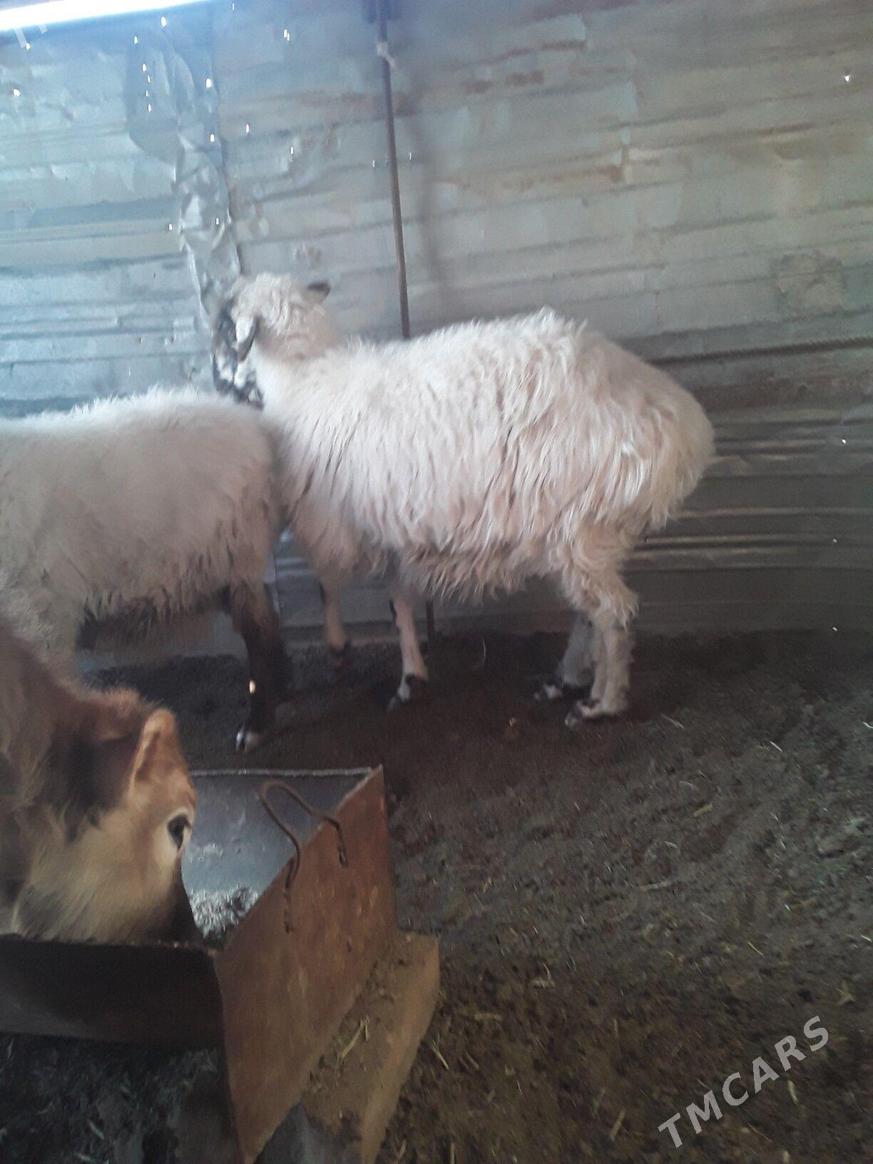 Bağ goýyn - Джебел - img 3