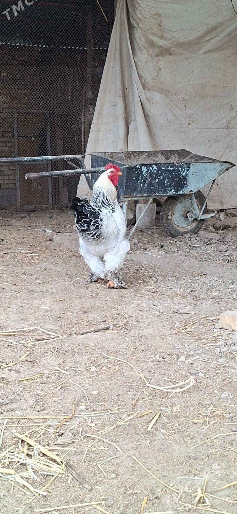 brama - Сакар - img 2