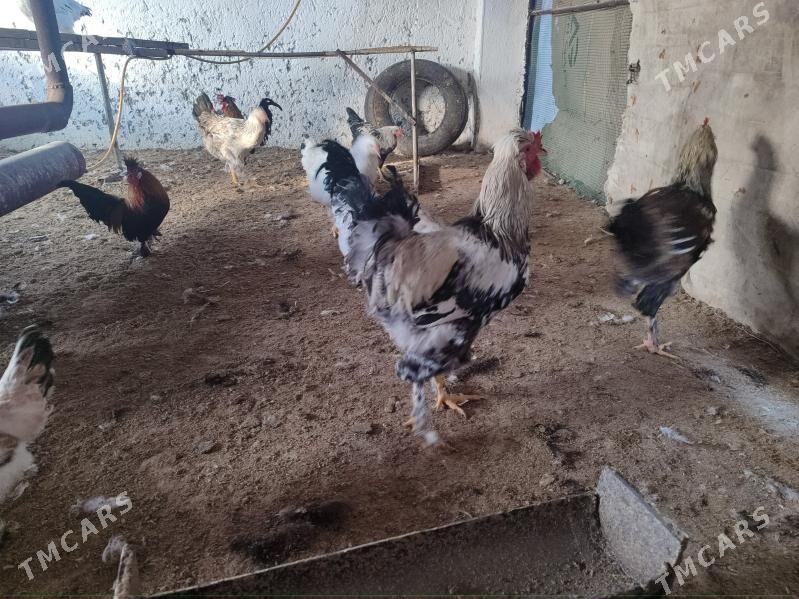 7 саны гегант хораз - Туркменабат - img 3