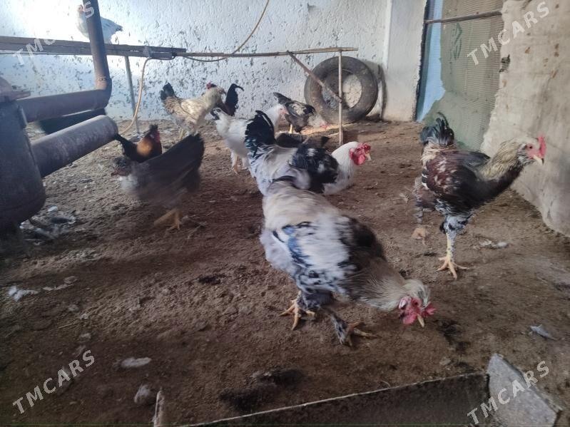 7 саны гегант хораз - Туркменабат - img 5