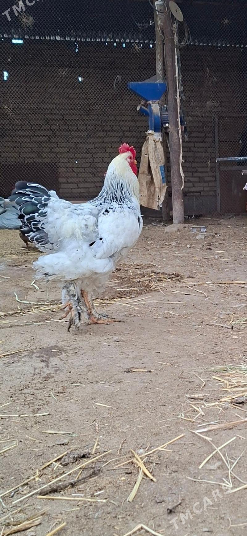 brama - Сакар - img 1