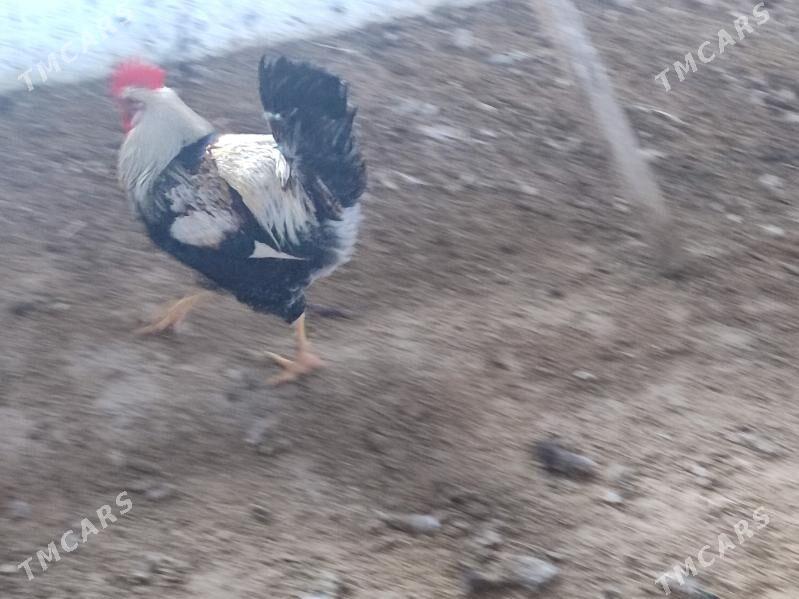 7 саны гегант хораз - Туркменабат - img 4