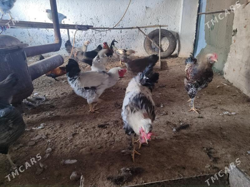 7 саны гегант хораз - Туркменабат - img 6