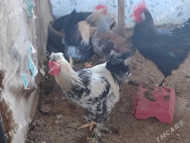 7 саны гегант хораз - Туркменабат - img 2