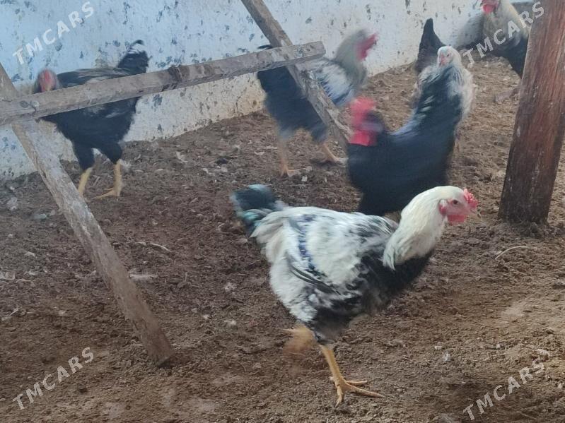 7 саны гегант хораз - Туркменабат - img 8