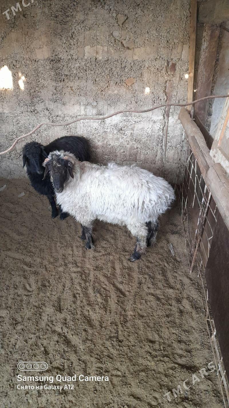 goyun - Кипджак - img 2