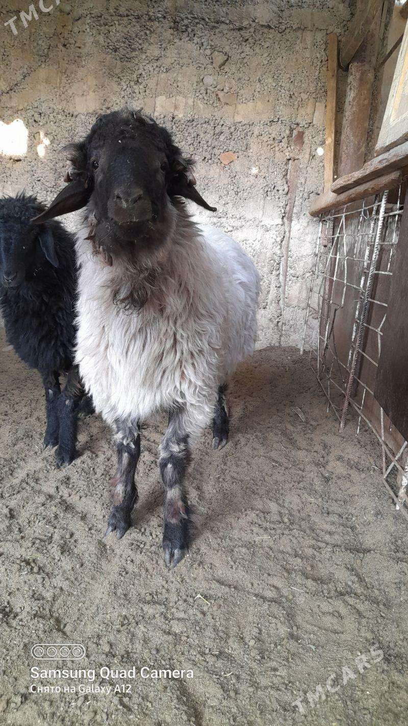 goyun - Кипджак - img 3