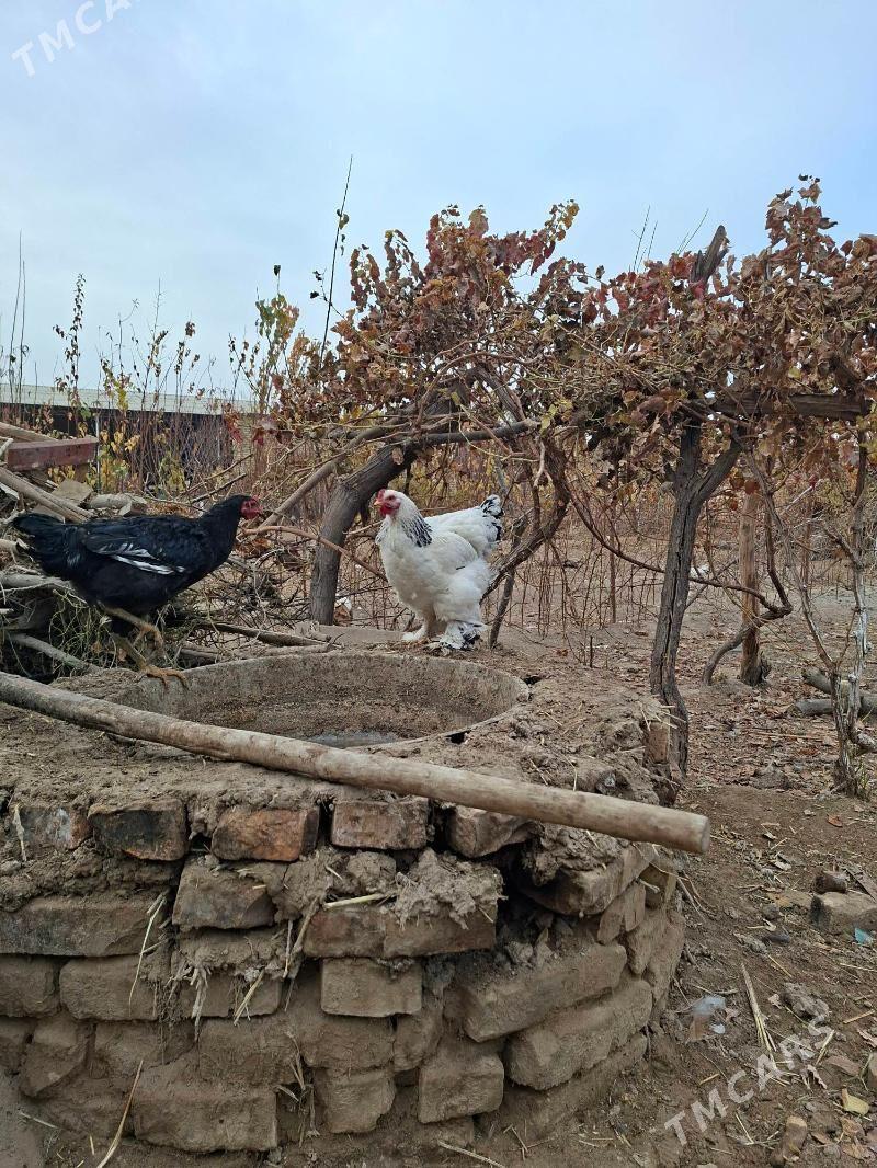 brama - Сакар - img 4