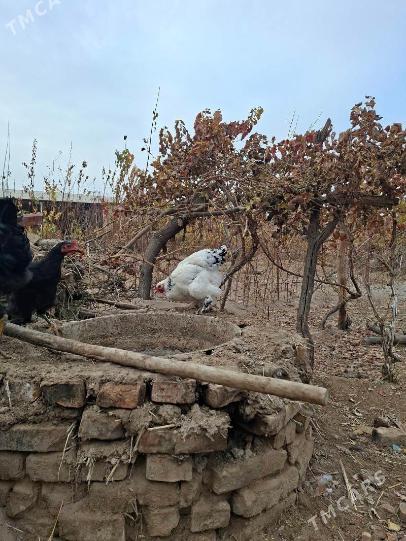 brama - Сакар - img 5