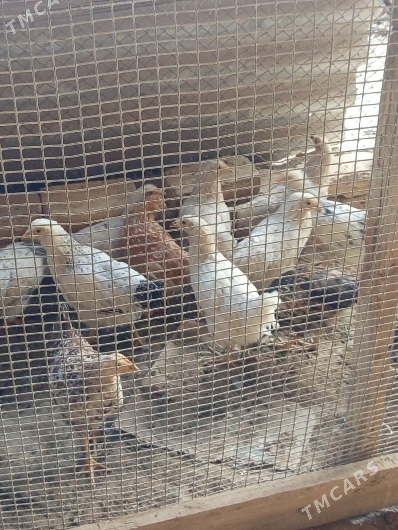 Towuk - Мары - img 3