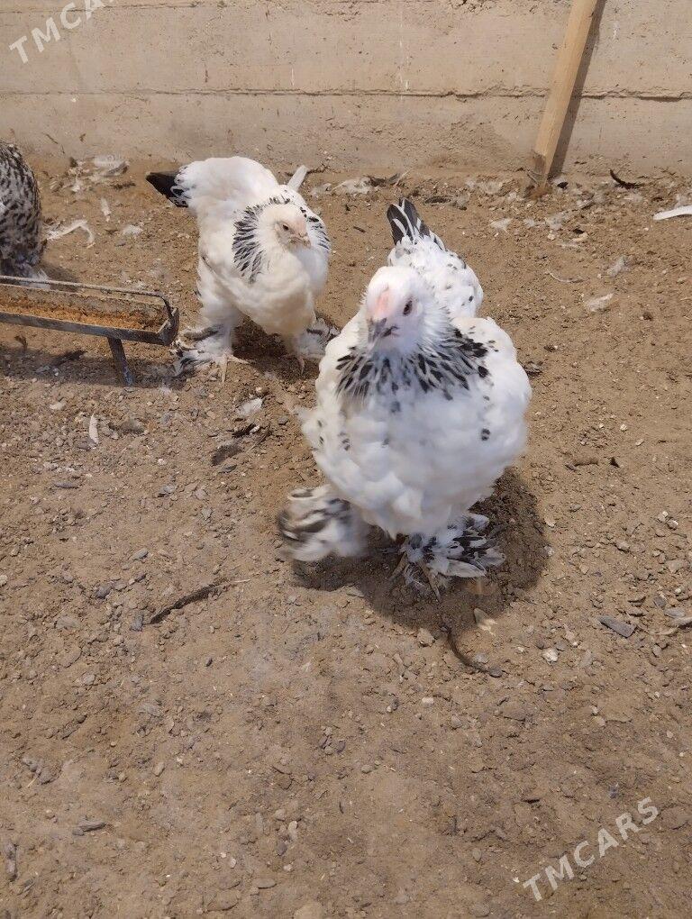 brama - Гумдаг - img 2